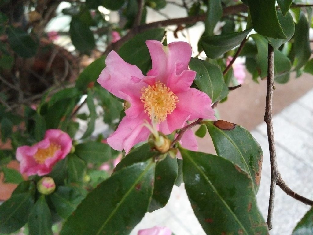 blackberry-priv-il-mio-test