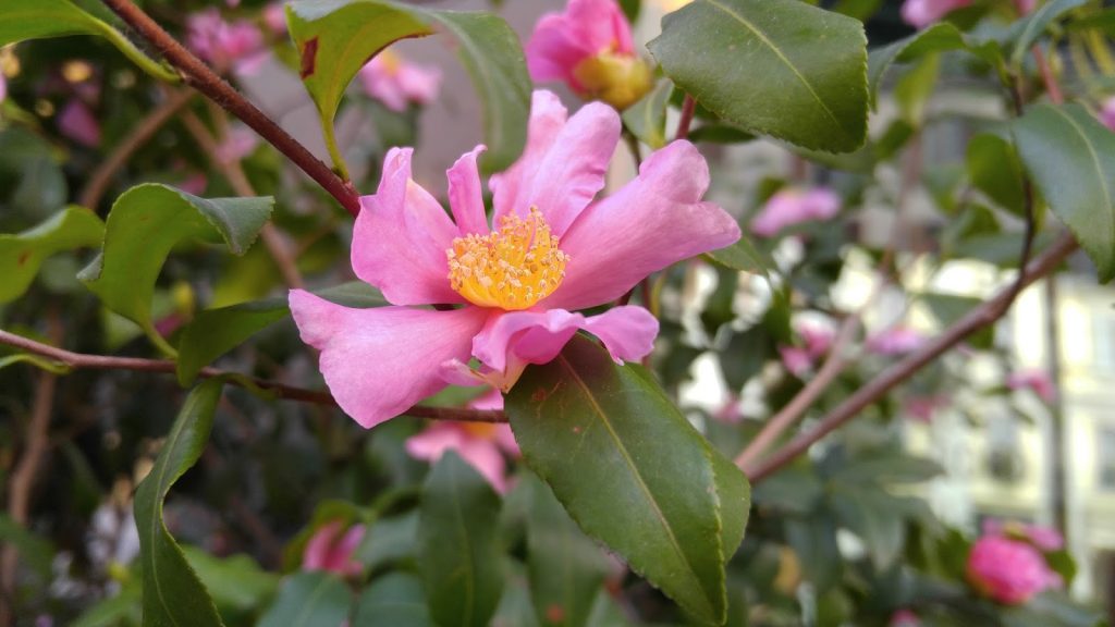 lg-v10-versione-usa-il-mio-test