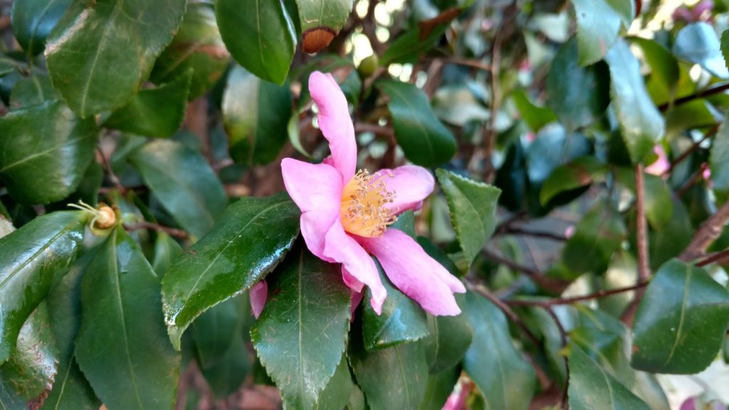 motorola-x-force-il-mio-test