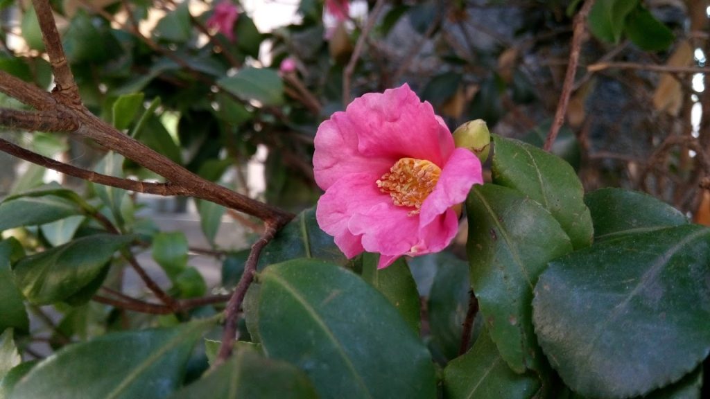 meizu-metal-il-mio-test