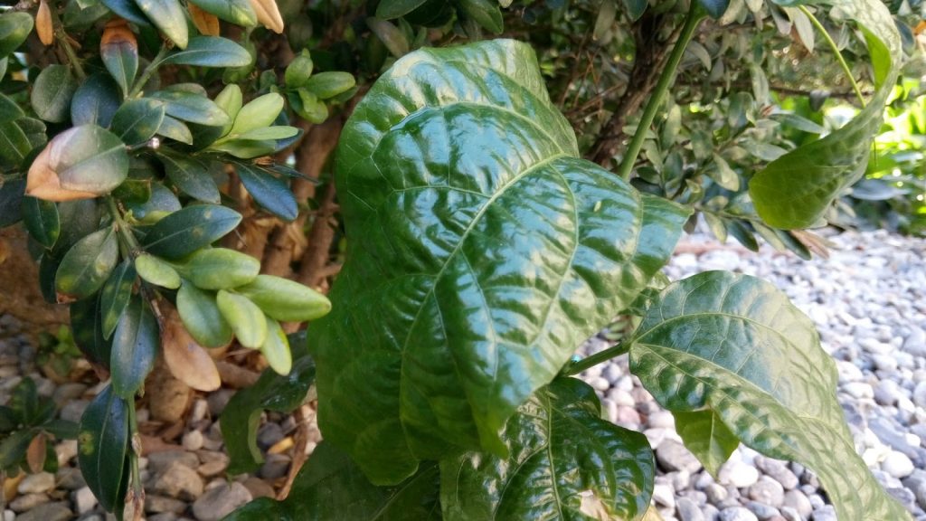 meizu-metal-il-mio-test