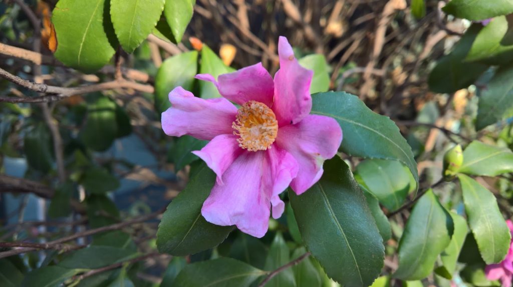 microsoft-lumia-950-il-mio-test