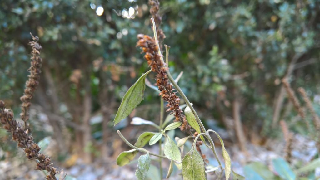 microsoft-lumia-950-il-mio-test