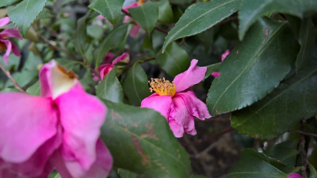 microsoft-lumia-950-xl-il-mio-test