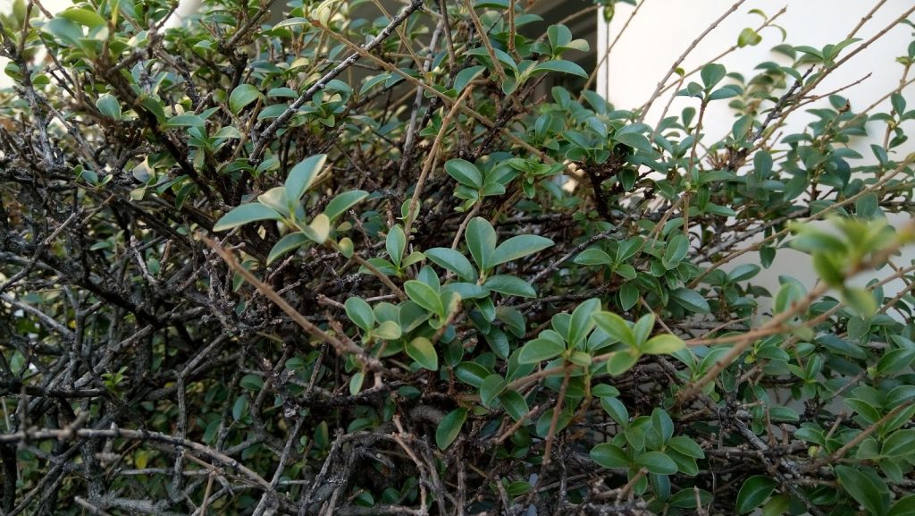 sony-c5-ultra-review