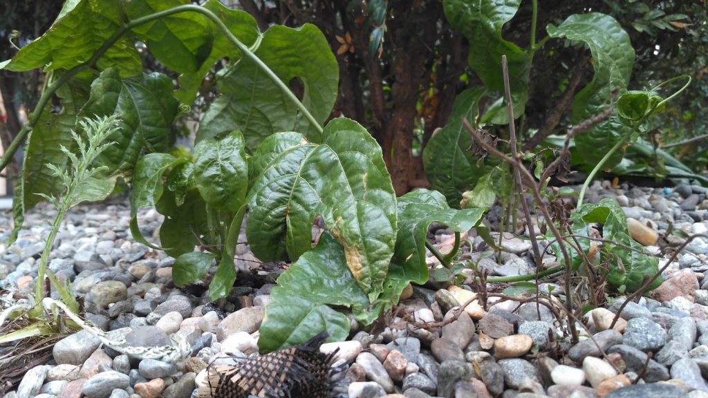 xiaomi-redmi-3-review