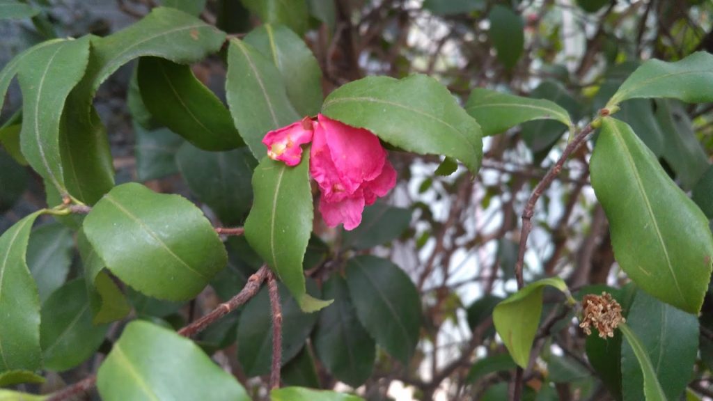 xiaomi-redmi-3-review