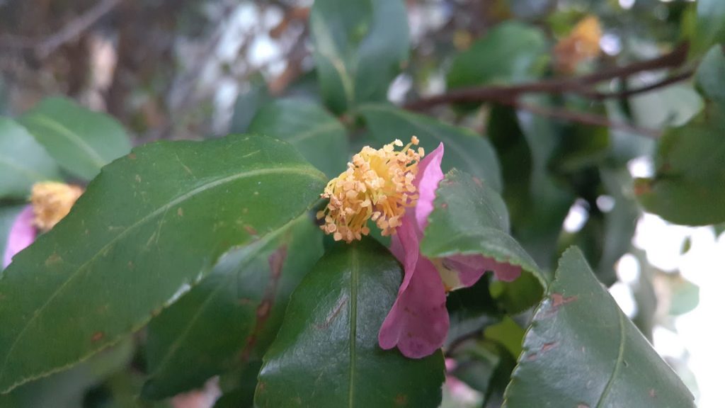 meizu-pro-5-cosa-ne-penso