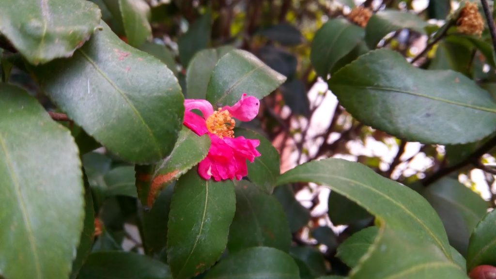 leagoo-elite-5-4g-top-a-90-euro