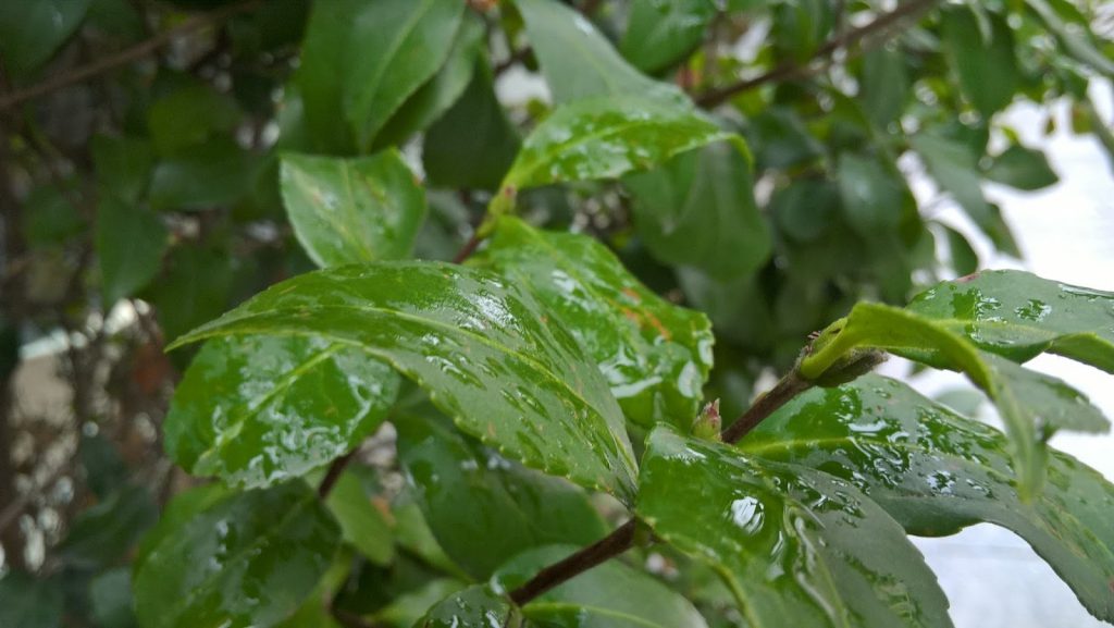 microsoft-lumia-650-review