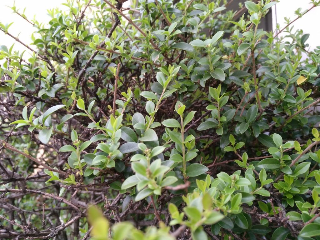 lho-fritto-si-e-non-solo-hisense-king-kong-c20-recensione