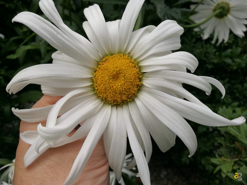 huawei-p9-plus-la-recensione