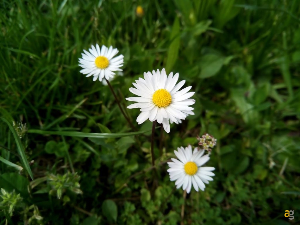 leagoo-shark-1-il-cinesone-recensione