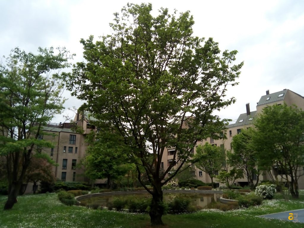 leagoo-shark-1-il-cinesone-recensione