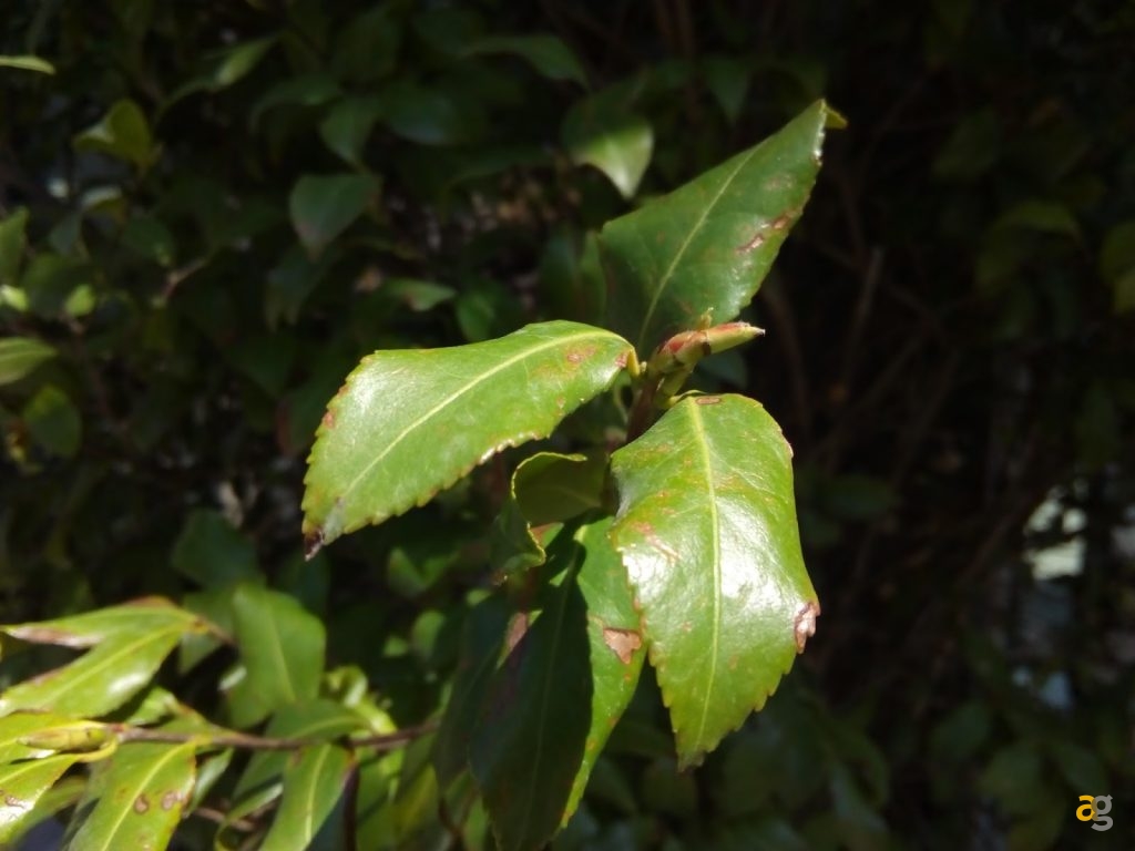 zte-blade-a452-la-recensione