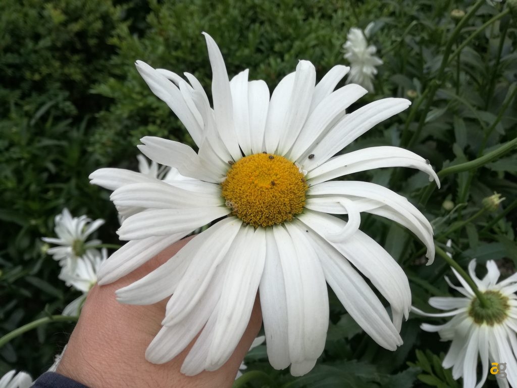 huawei-p9-lite-la-recensione