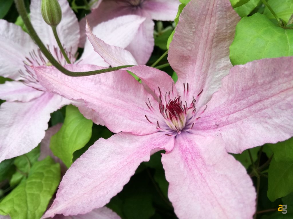 huawei-p9-lite-la-recensione