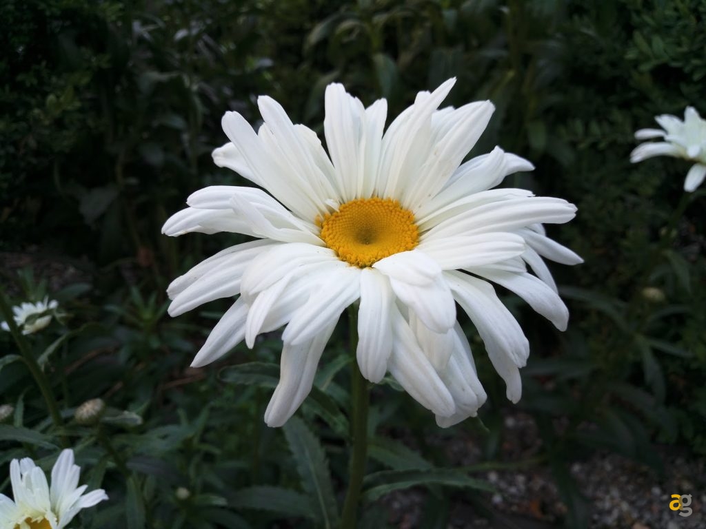 recensione-meizu-pro-6-e-non-solo