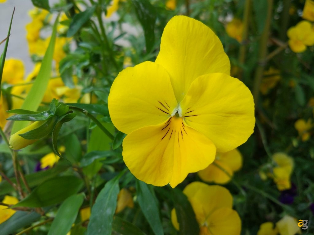 xiaomi-mi5-pro-recensione-e-confronto-flash