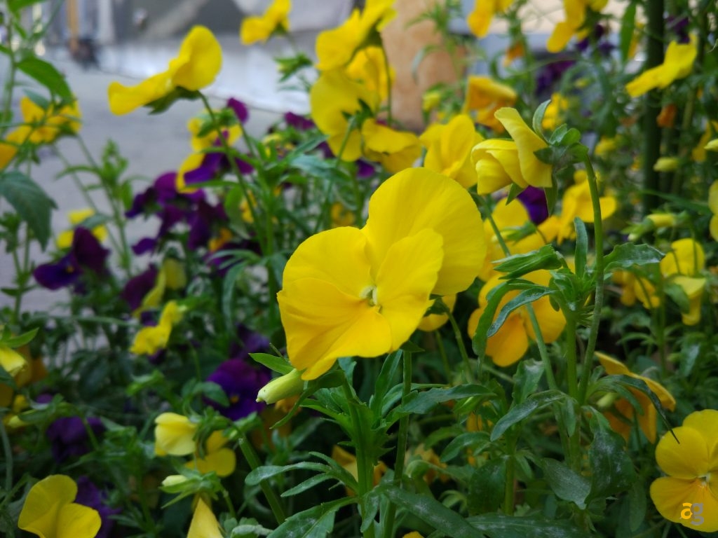 xiaomi-mi5-pro-recensione-e-confronto-flash