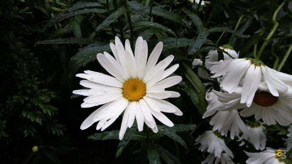 lg-x-screen-la-recensione-non-per-tutti-ma-per-qualcuno-si