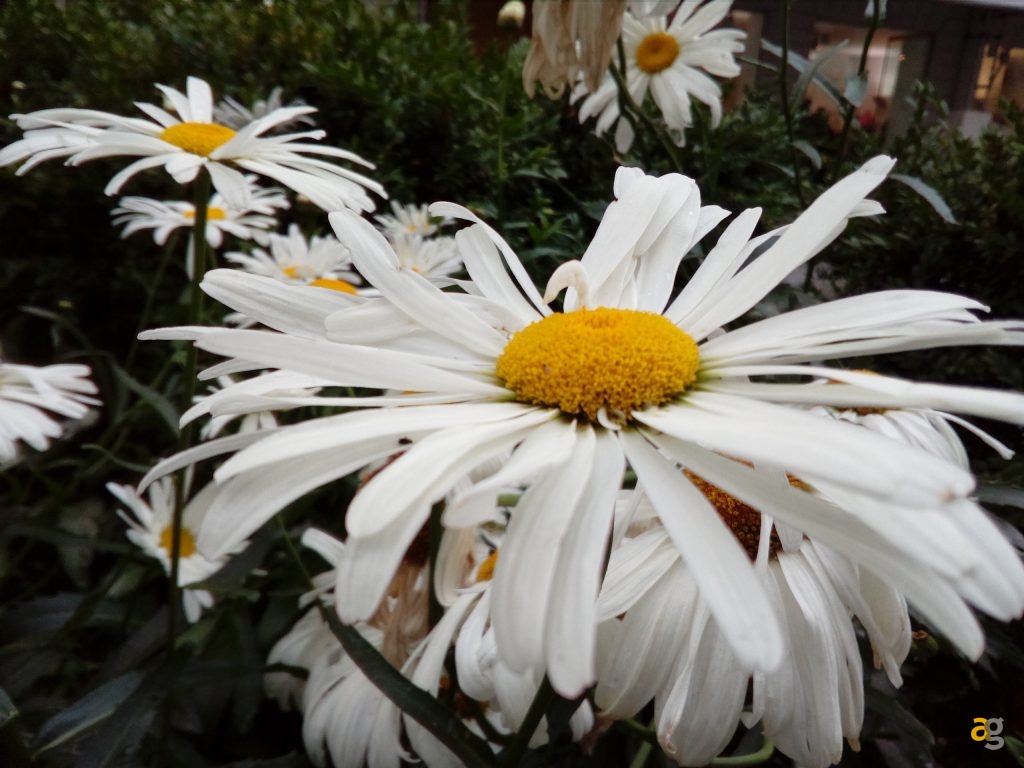 tp-link-neffos-c5-la-recensione