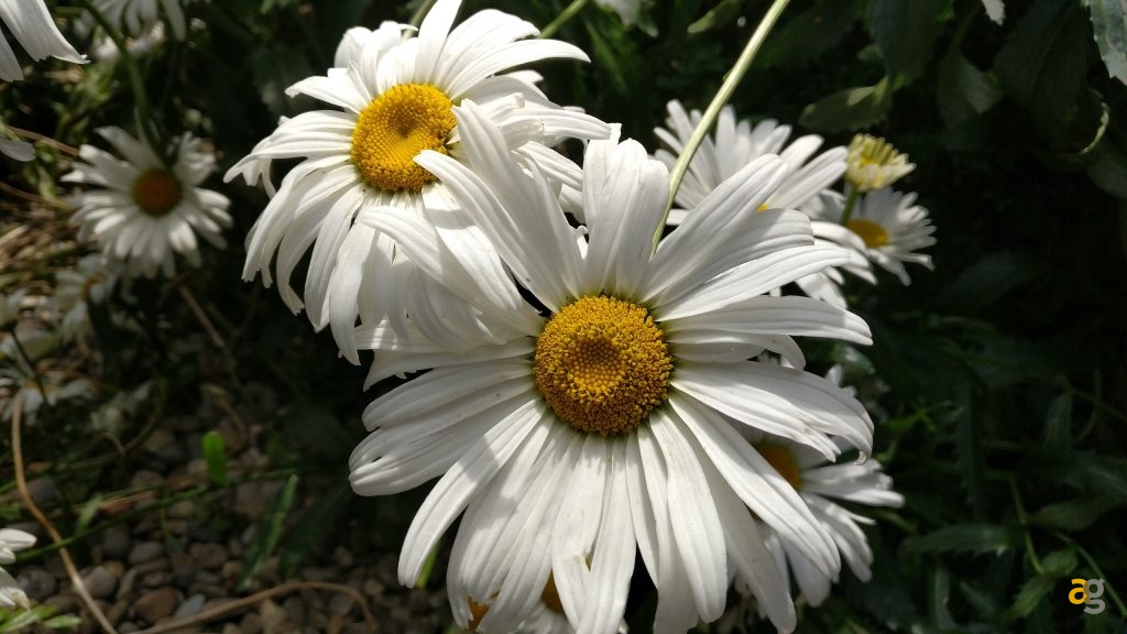 oneplus-3-la-recensione