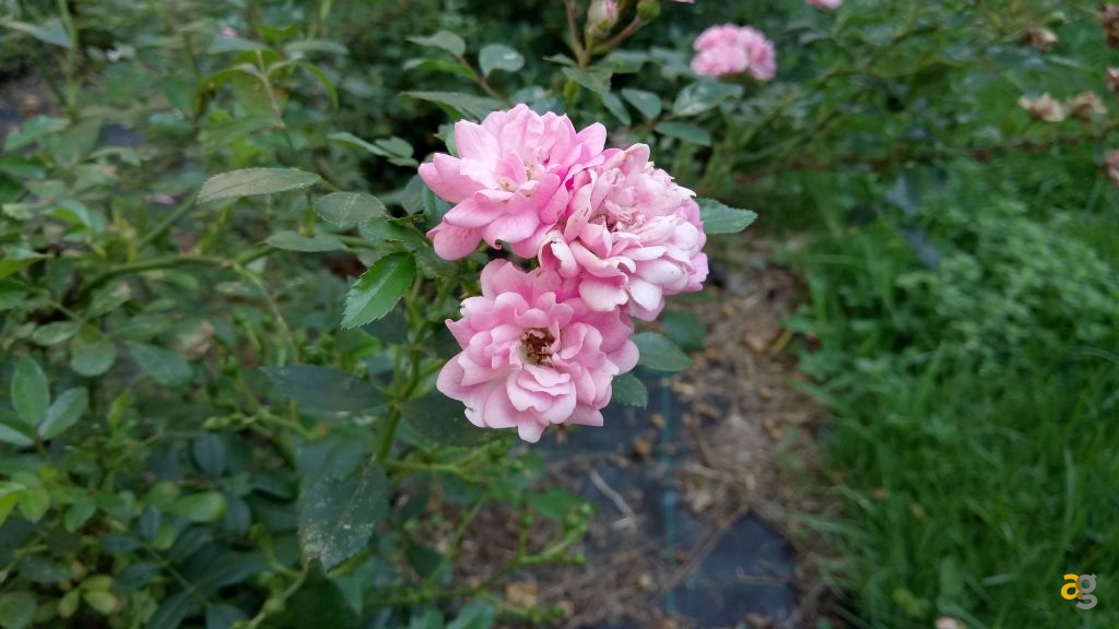 sony-xperia-xa-la-recensione