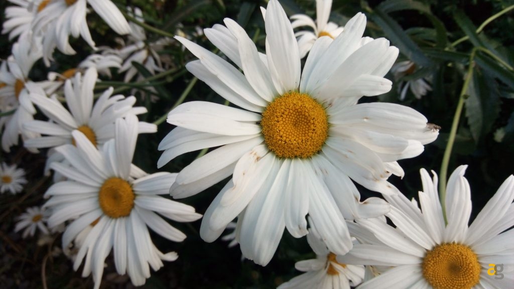 umi-super-la-recensione