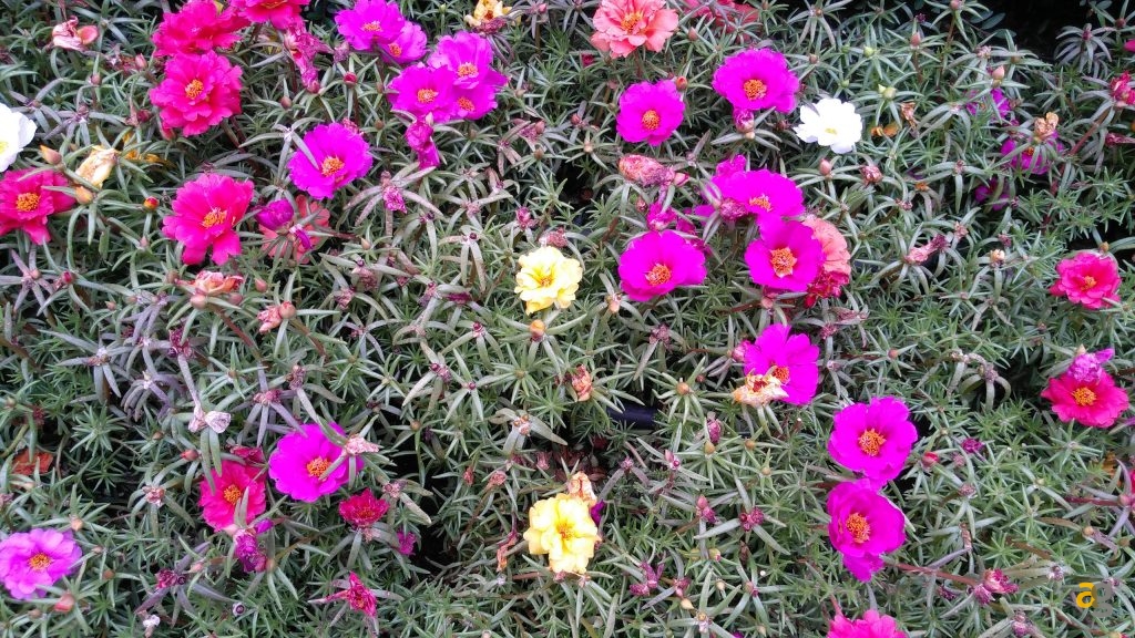 zuk-z2-pro-la-recensione