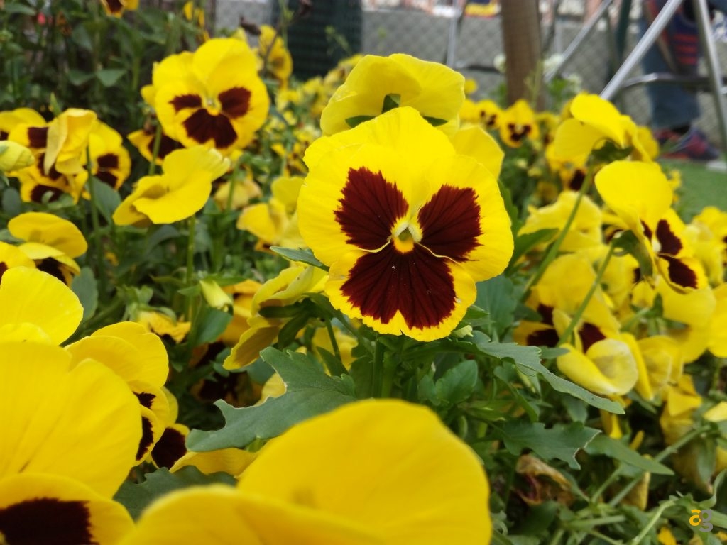 tp-link-c5-vs-c5-max