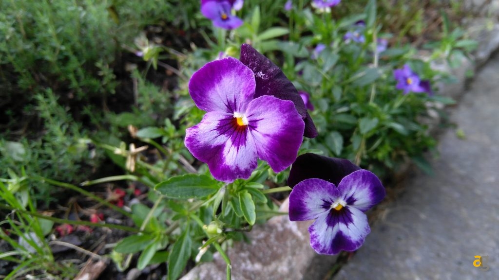 zuk-z2-la-recensione