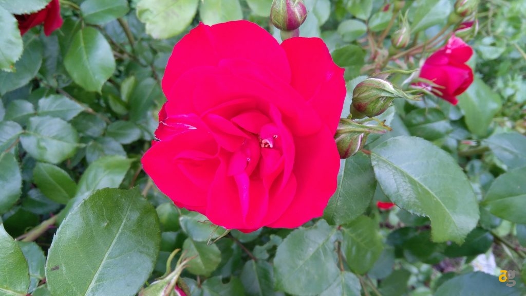 zuk-z2-la-recensione