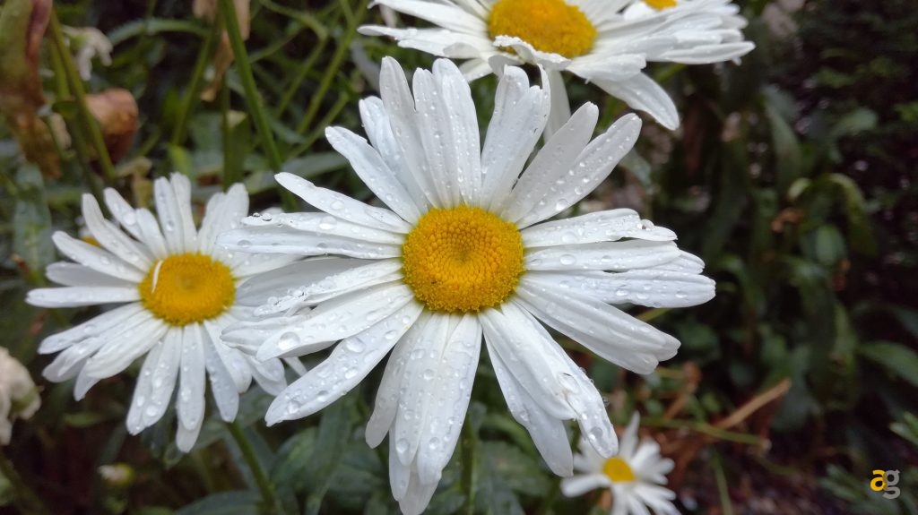 huawei-honor-5c-la-recensione