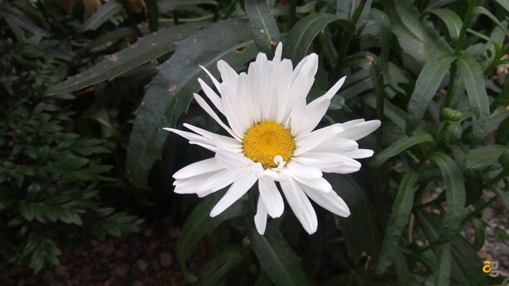 mediacom-phonepad-duo-x555u-la-recensione