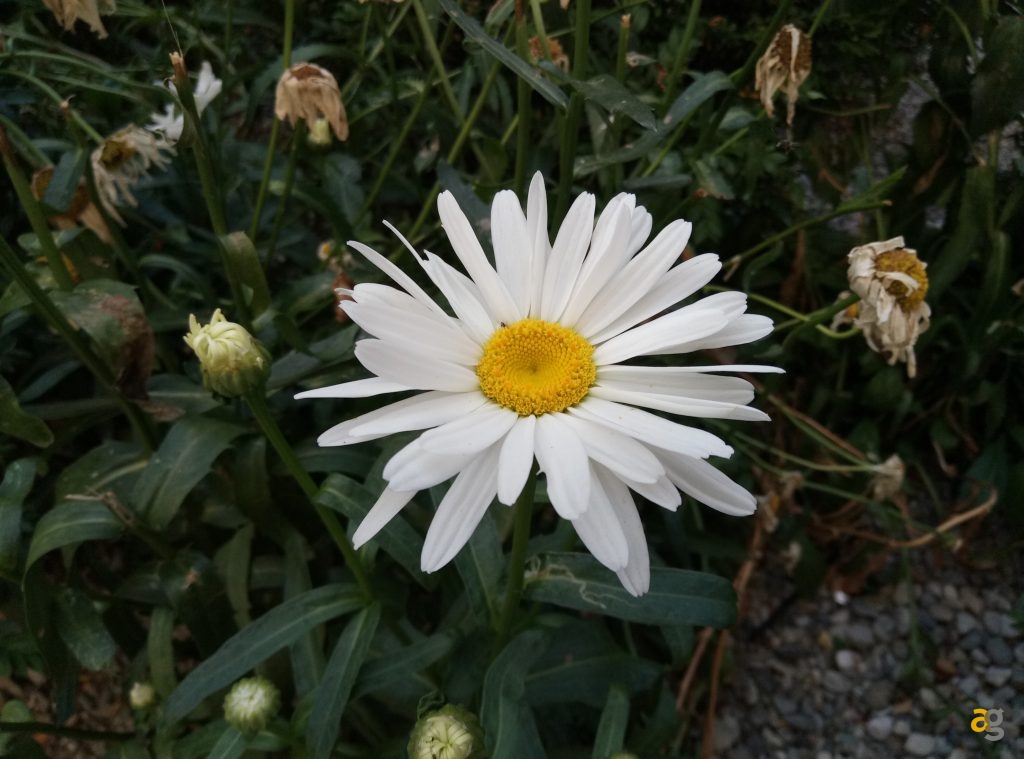 meizu-m3s-asia-la-recensione