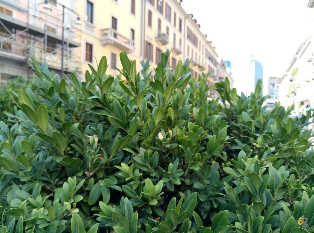 meizu-m3s-asia-la-recensione