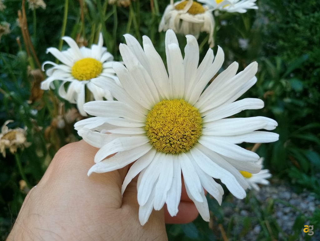 meizu-mx6-la-recensione