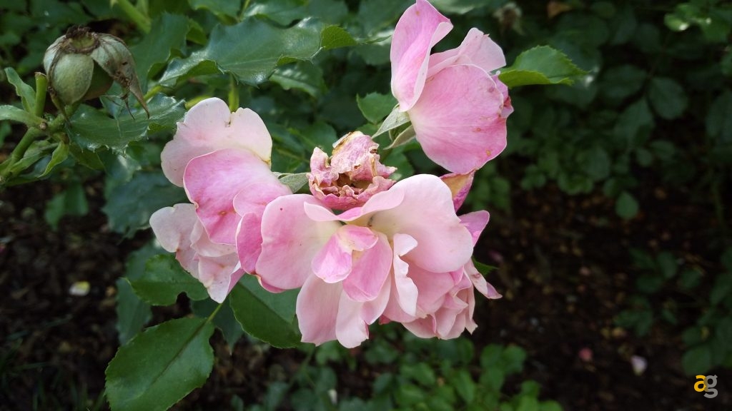 vernee-thor-la-recensione