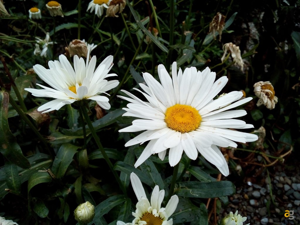 wiko-lenny-3-la-recensione