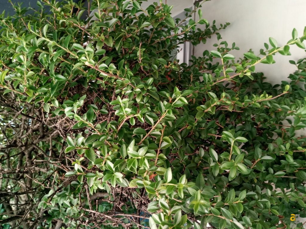 blackview-bv6000-lho-fatto-a-pezzi-la-recensione