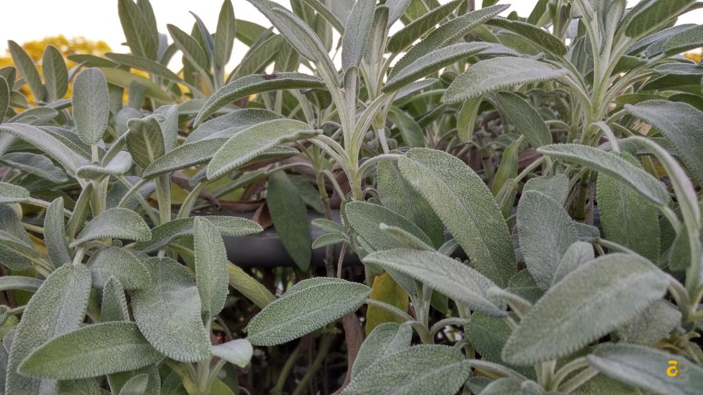 blackberry-dtek50-recensione