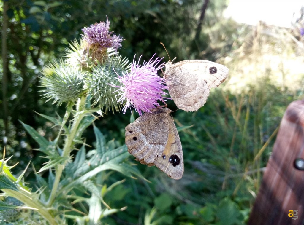 meizu-m3-note-internazionale-recensione-flash