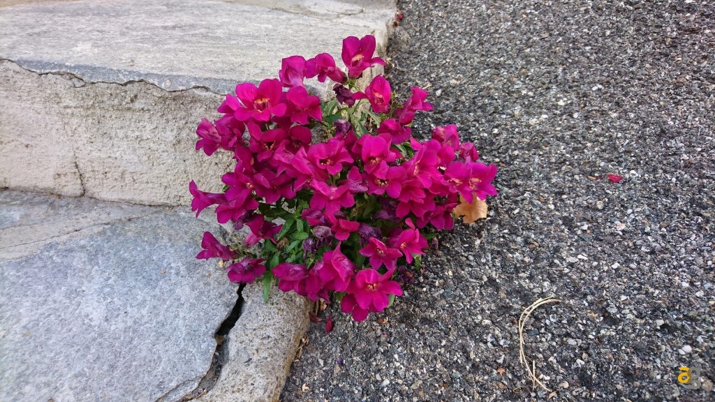 sony-xperia-x-performance-la-recensione