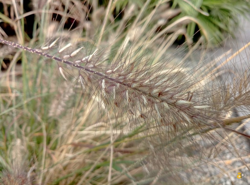 meizu-m3-max-recensione