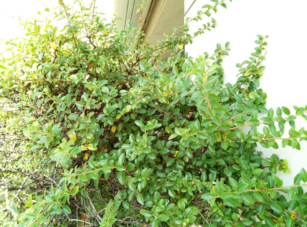 meizu-m3-max-recensione