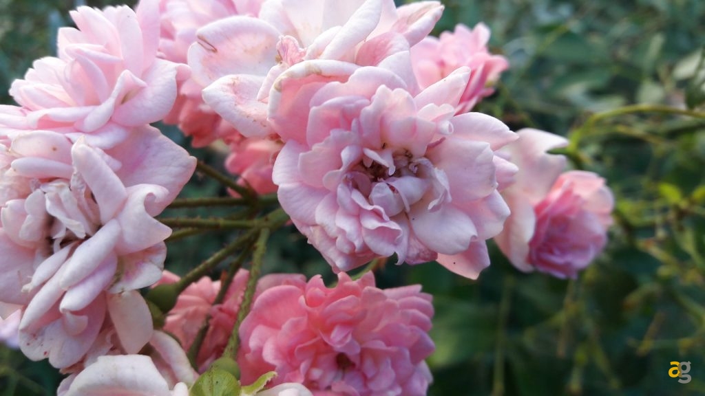 samsung-galaxy-a7-2016-recensione