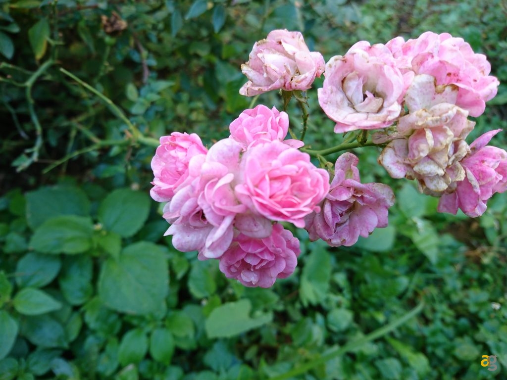 sony-xperia-xz-la-recensione