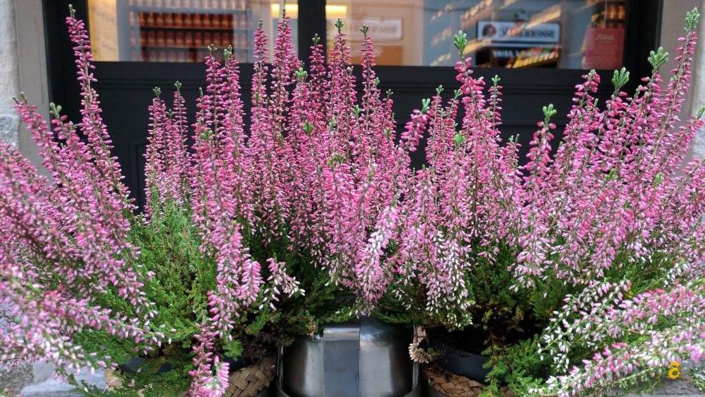 google-pixel-xl-recensione