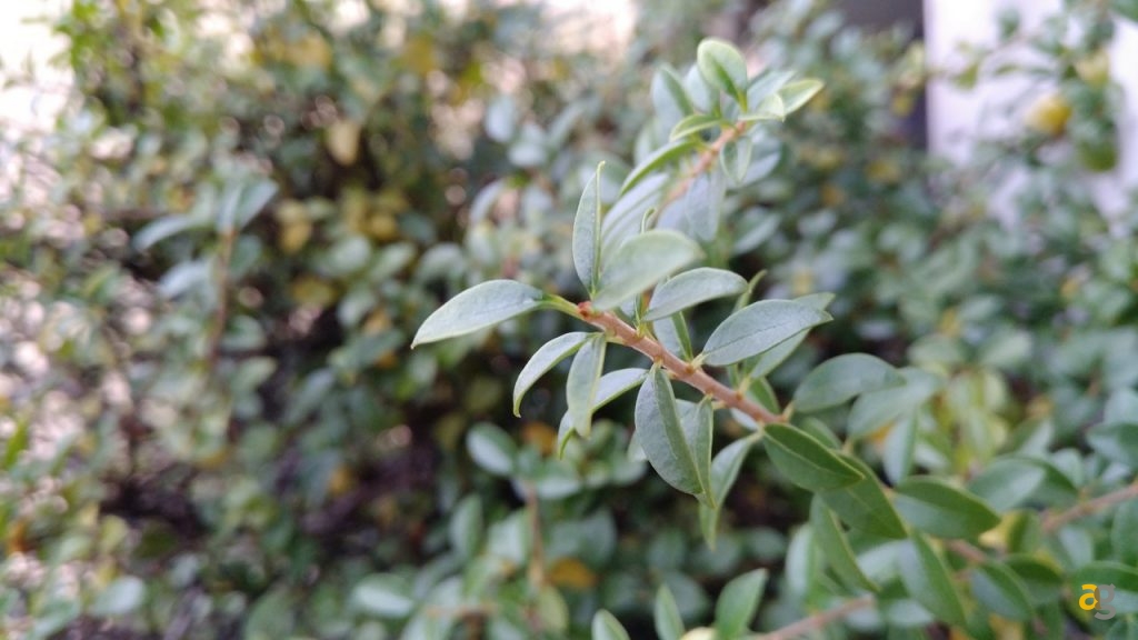 leeco-le-pro-3-recensione